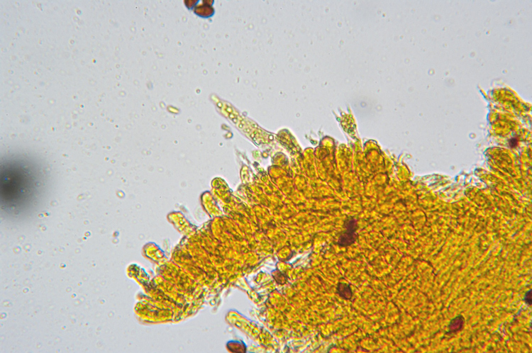 Che specie �? (cfr. Ossicaulis lignatilis)