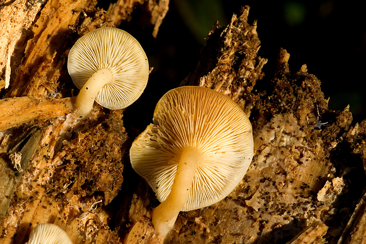 Che specie �? (cfr. Ossicaulis lignatilis)