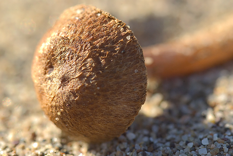 Ritrovamento sul retroduna maremmano (Inocybe sp.)