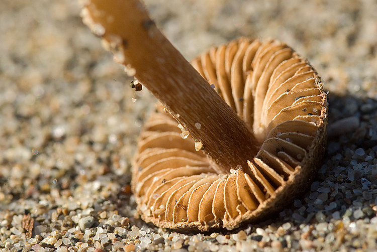 Ritrovamento sul retroduna maremmano (Inocybe sp.)