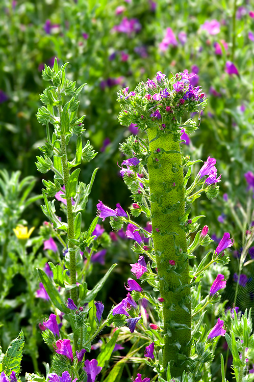 Fasciazione su Echium cfr. plantagineum