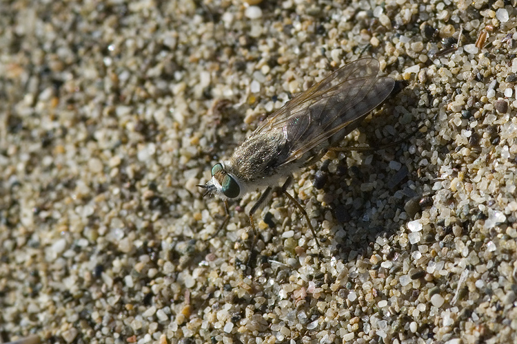Acrosathe cf. annulata (Therevidae)