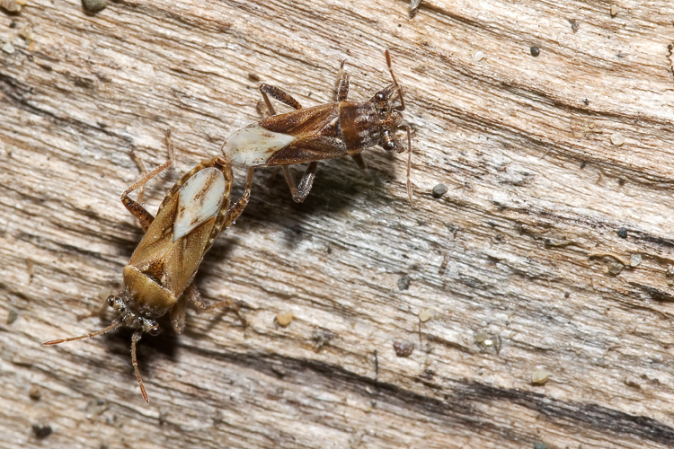 Lygaeidae: Henestaris laticeps
