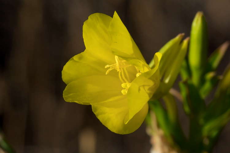 Oenothera biennis