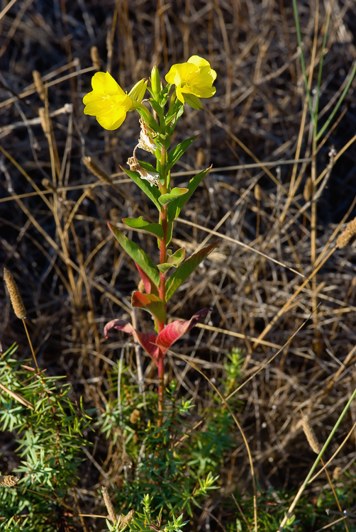 Oenothera biennis