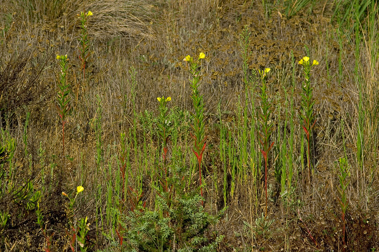 Oenothera biennis