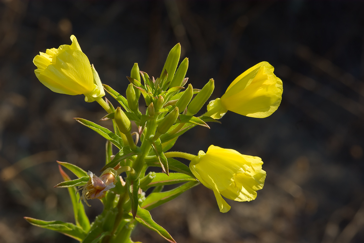 Oenothera biennis