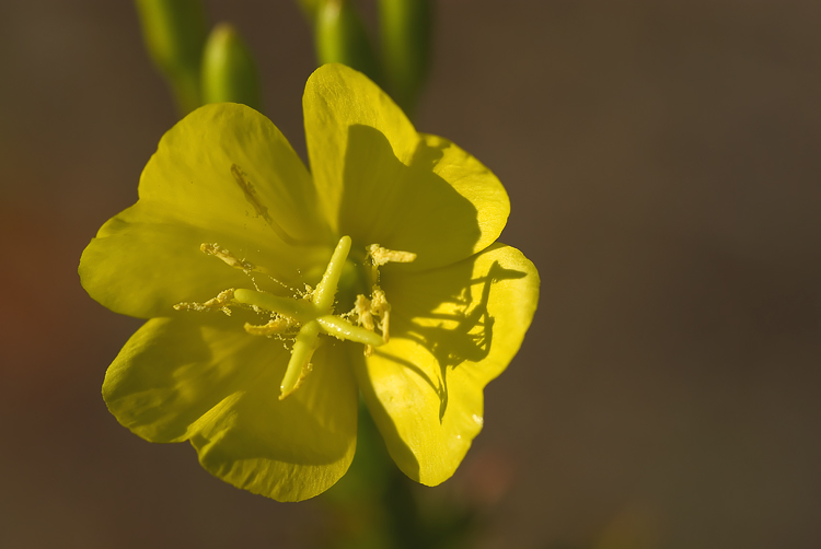 Oenothera biennis