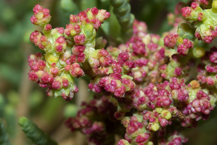 Salicornia fruticosa (ammalata causa acari?)