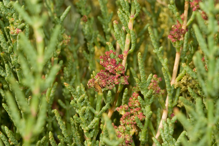 Salicornia fruticosa (ammalata causa acari?)