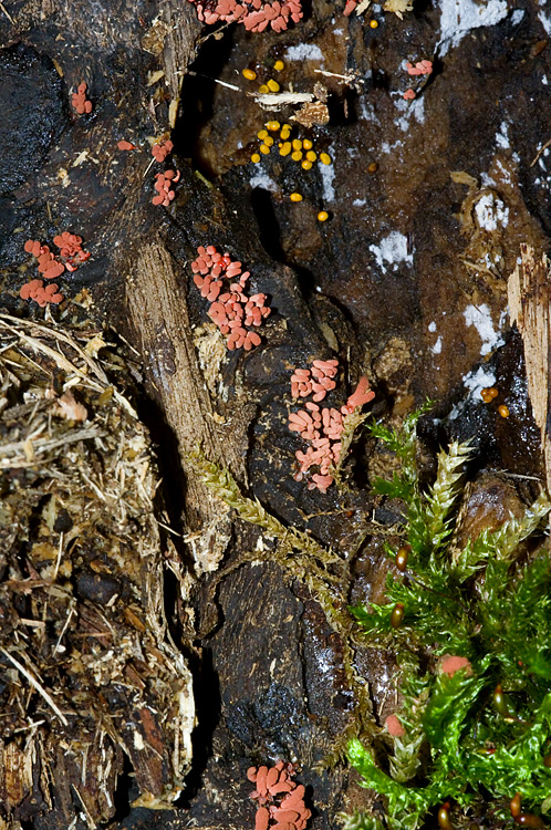 Arcyria sp.?