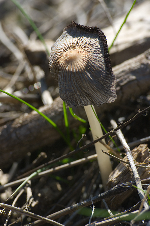 Coprinus sul retroduna maremmano