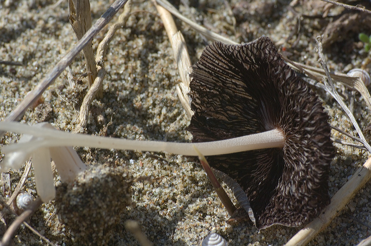 Coprinus sul retroduna maremmano