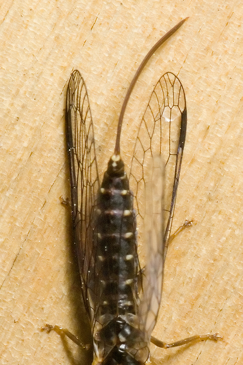 Fibla maclachlani (regalino per Hemerobius)