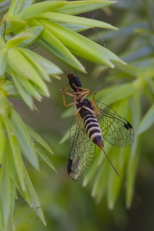 Fibla maclachlani (regalino per Hemerobius)