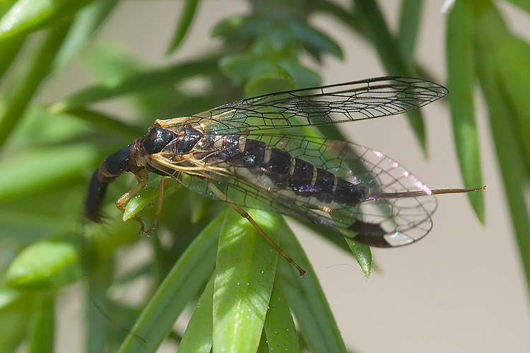 Fibla maclachlani (regalino per Hemerobius)