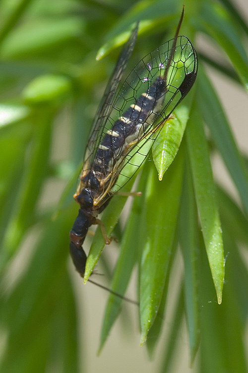 Fibla maclachlani (regalino per Hemerobius)