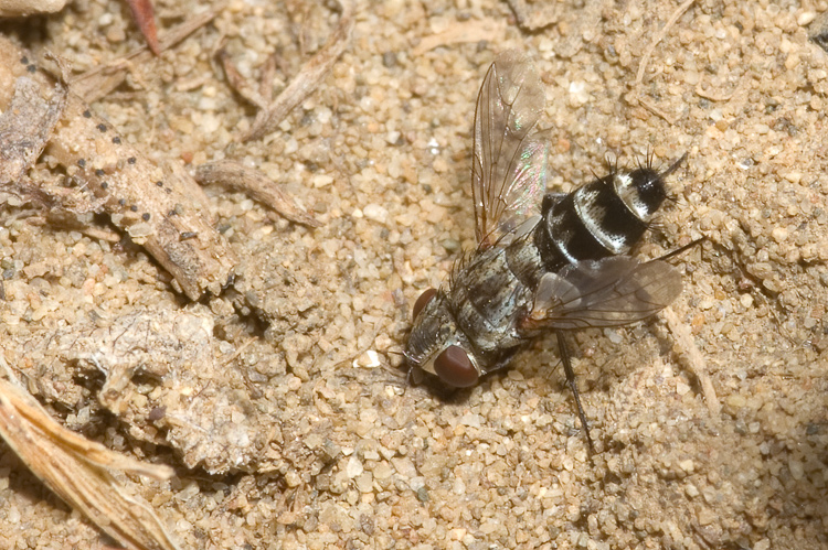 Sarcophagidae gen?