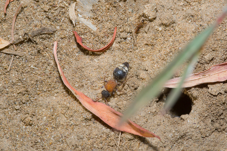 Sarcophagidae gen?