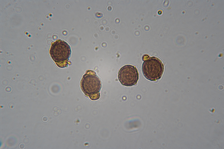Microscopio Biologico L2050HTG Plan