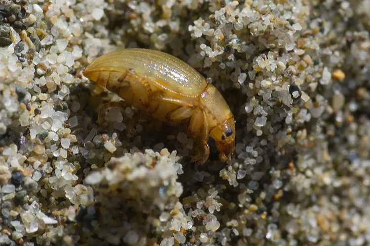 Tenebrionidae: Xanthomus pallidus