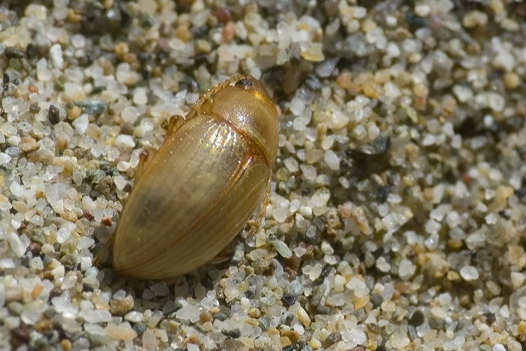 Tenebrionidae: Xanthomus pallidus