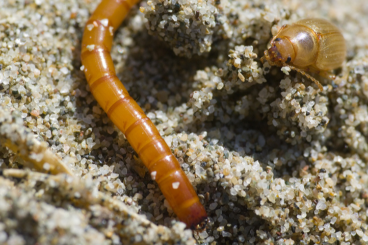 Tenebrionidae: Xanthomus pallidus