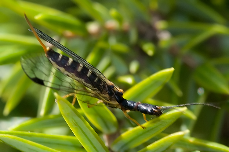 Fibla maclachlani (regalino per Hemerobius)