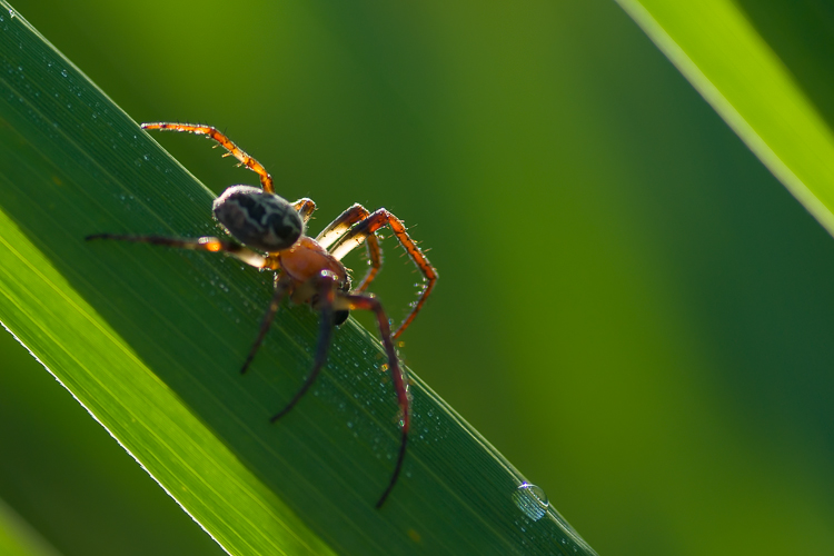 Larinioides sp.