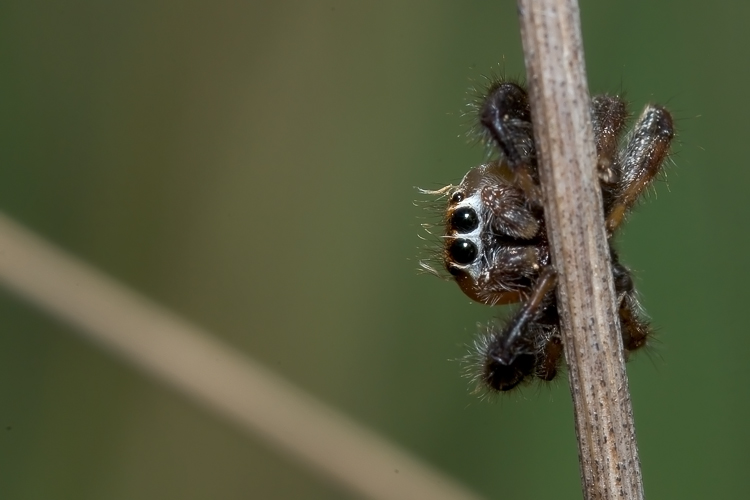 Ancora un simpatico Salticidae