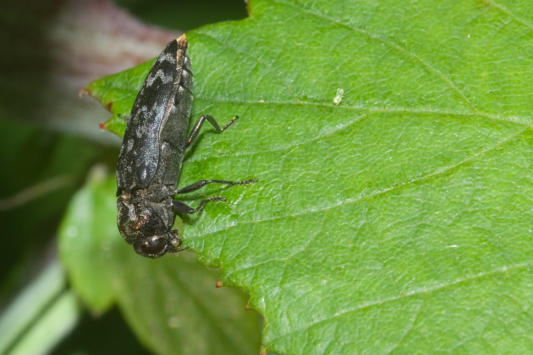 Coraebus rubi (Buprestidae) dai monti della Majella