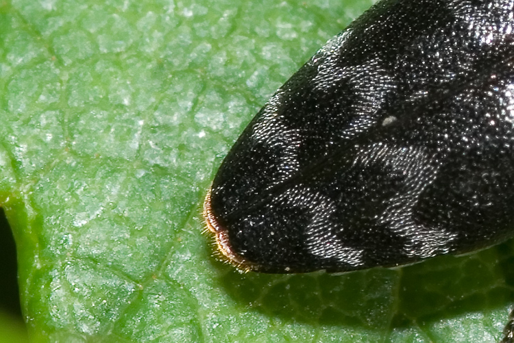 Coraebus rubi (Buprestidae) dai monti della Majella