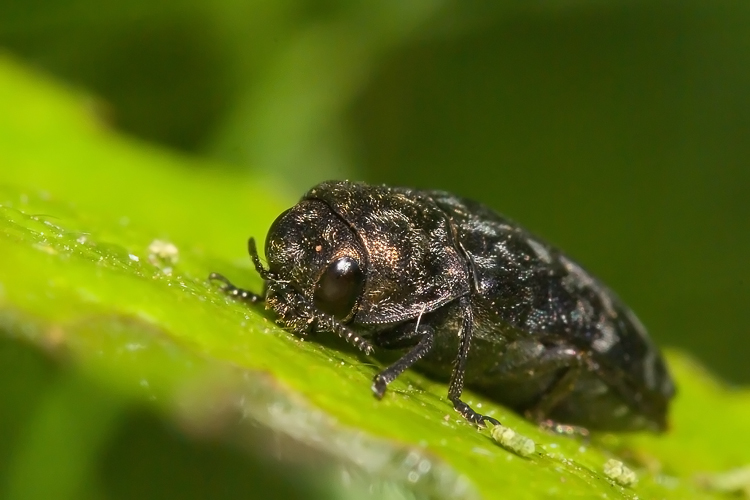 Coraebus rubi (Buprestidae) dai monti della Majella