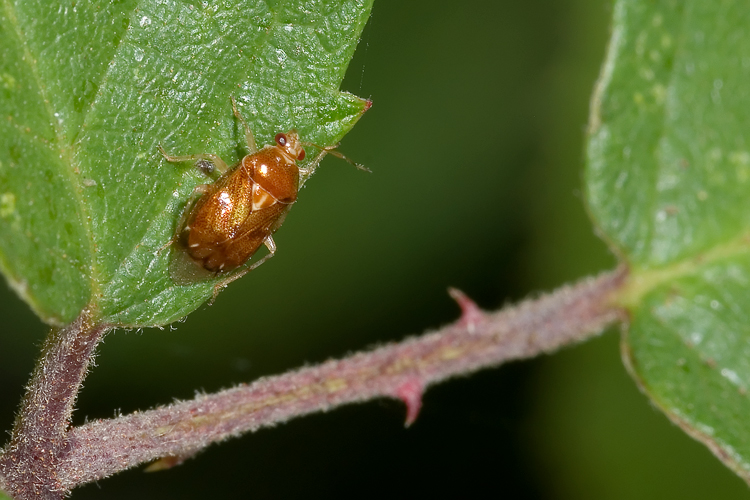 Miridae: Deraeocoris (Knightocapsus) lutescens