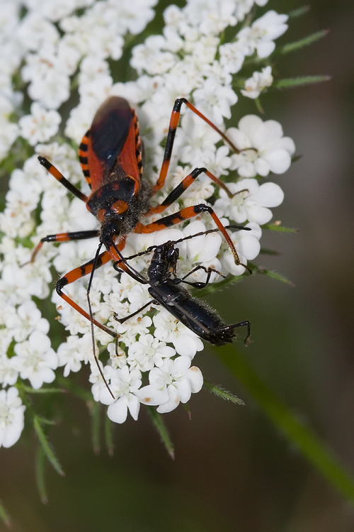 Rhynocoris del gruppo iracundus/cuspidatus in Toscana
