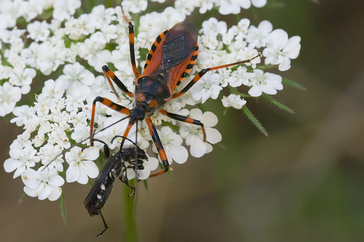 Rhynocoris del gruppo iracundus/cuspidatus in Toscana