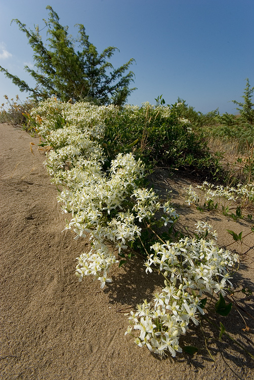 Clematis flammula / Vitalba fiammella