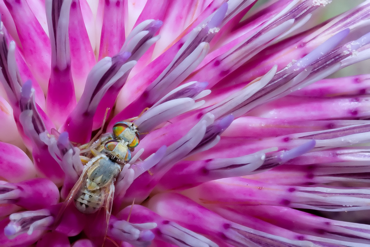 (Tephritidae) Terellia fuscicornis