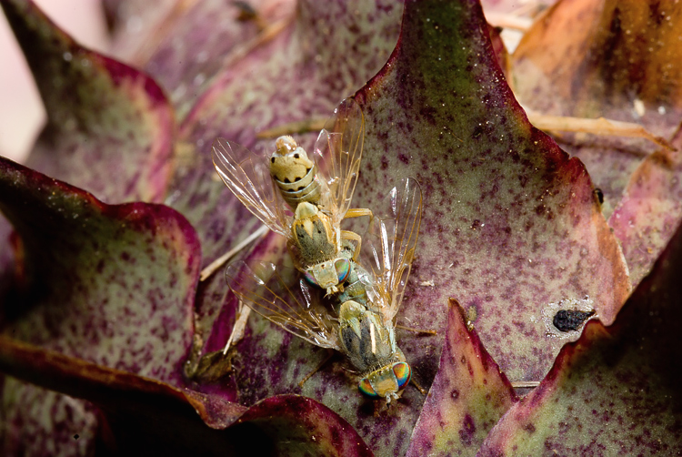 (Tephritidae) Terellia fuscicornis
