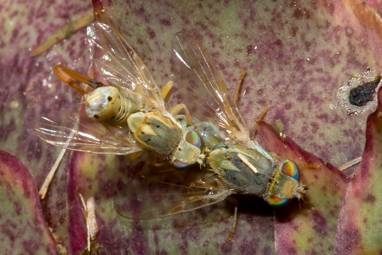 (Tephritidae) Terellia fuscicornis