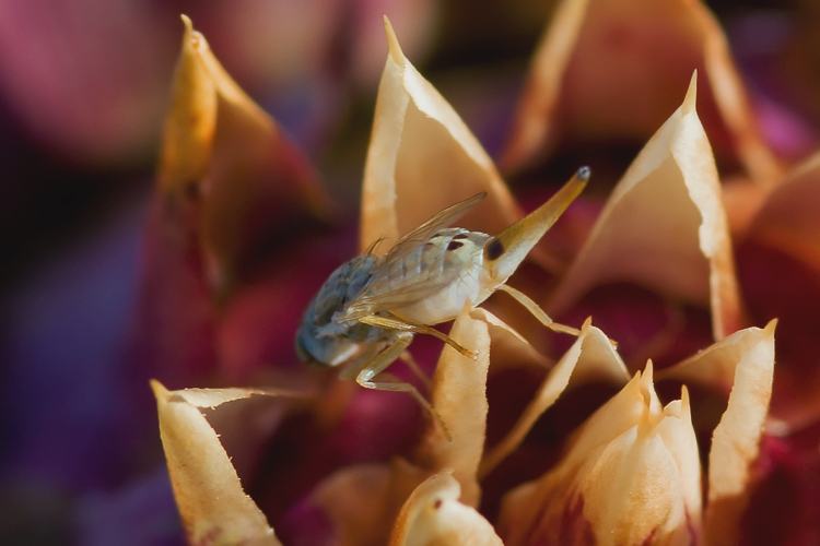 (Tephritidae) Terellia fuscicornis