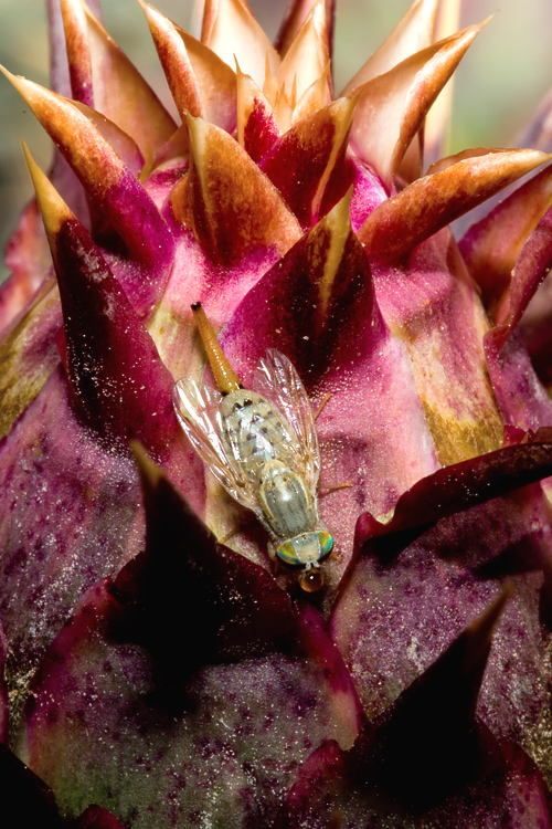 (Tephritidae) Terellia fuscicornis