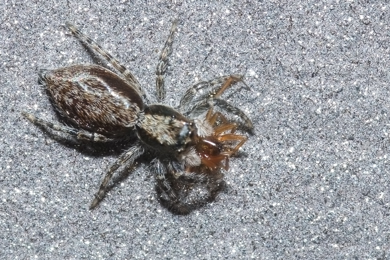 Menemerus sp.