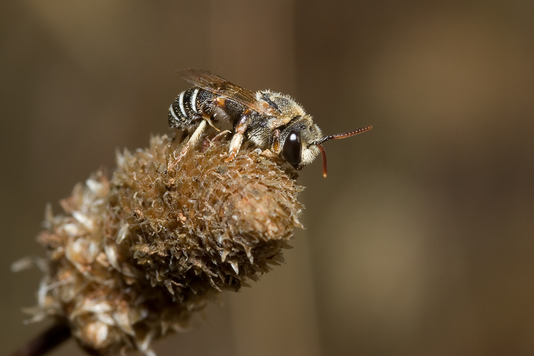 Nomiapis diversipes ♂  (Apidae Halictinae)