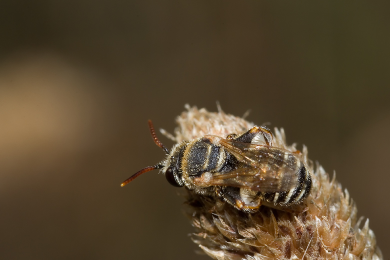 Nomiapis diversipes ♂  (Apidae Halictinae)