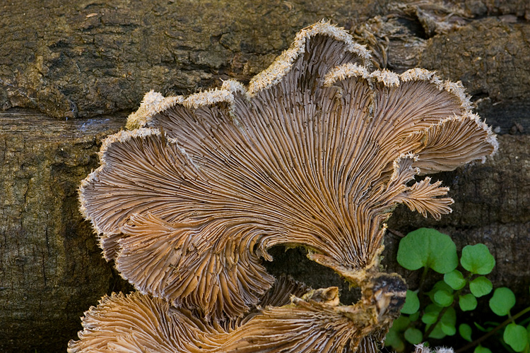 Schizophyllum commune