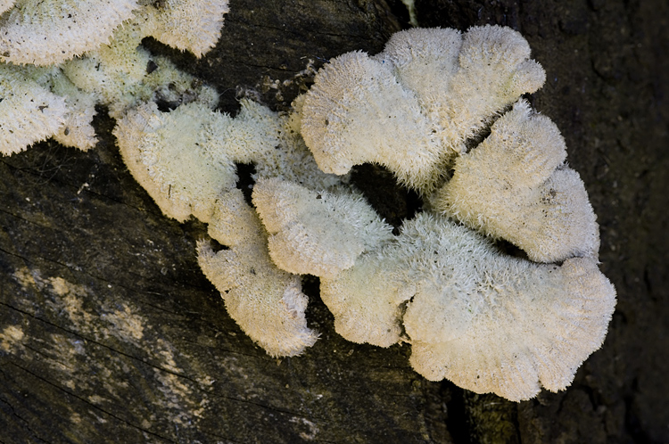 Schizophyllum commune