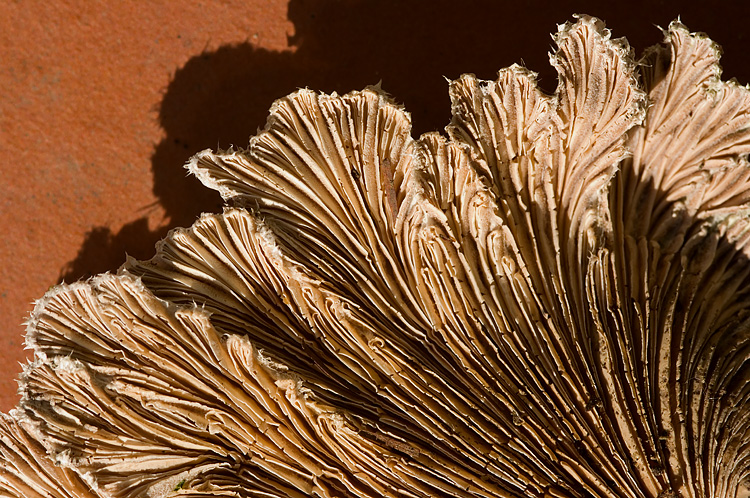 Schizophyllum commune