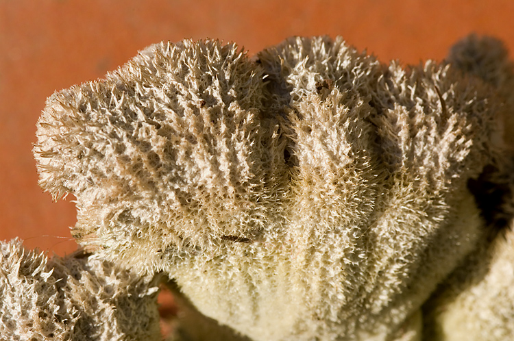 Schizophyllum commune