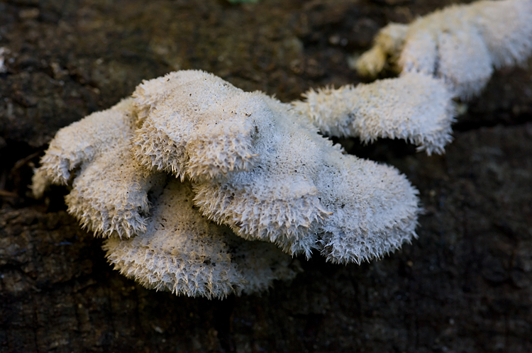 Schizophyllum commune